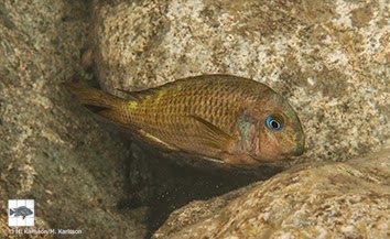 Tropheus sp. 'crescentic' Lusungura Point